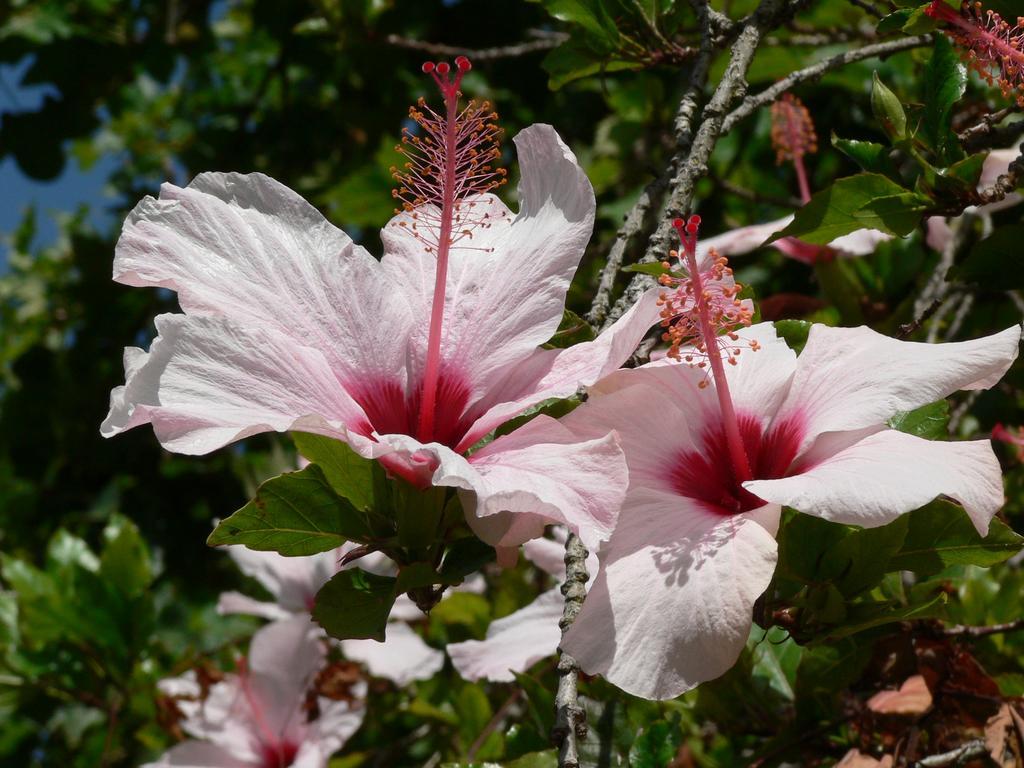 Вилла Casa Do Hibisco Сан-Жуан-ду-Эшторил Экстерьер фото